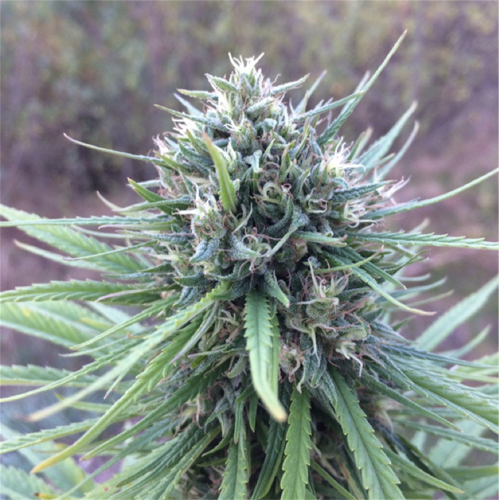 Shaman marijuana strain flower with grape and pine flavor and focused / uplifted effects - Rare Harvest sativa