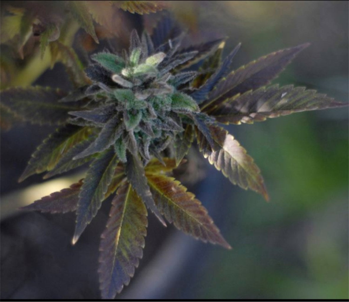 Shangri-La marijuana strain flower with sage and earthy flavor and uplifted / energetic effects - Rare Harvest hybrid