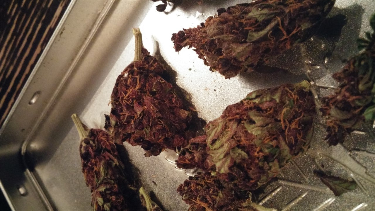 Shark Attack marijuana strain flower with earthy and lemon flavor and aroused / hungry effects - Rare Harvest indica