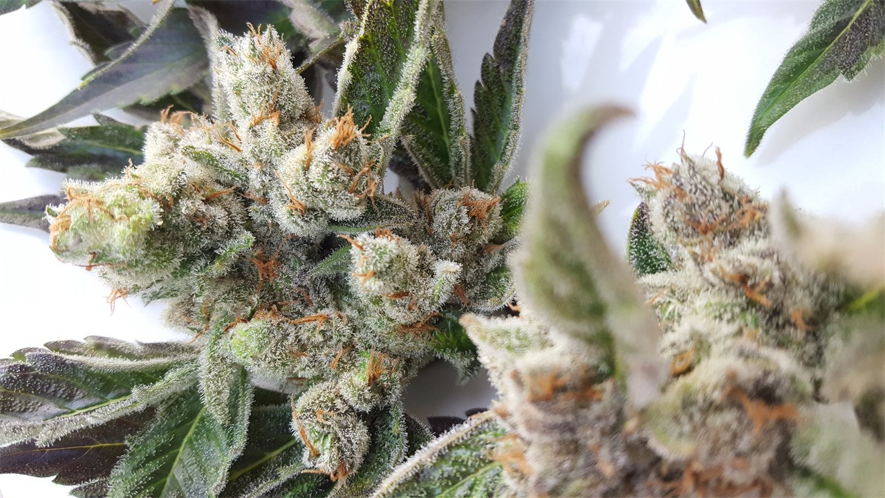Shark Shock marijuana strain flower with earthy and woody flavor and relaxed / hungry effects - Rare Harvest indica
