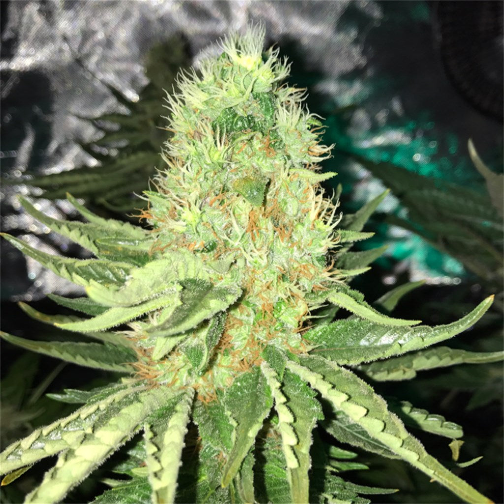 Sharksbreath marijuana strain flower with pungent and earthy flavor and focused / uplifted effects - Rare Harvest hybrid