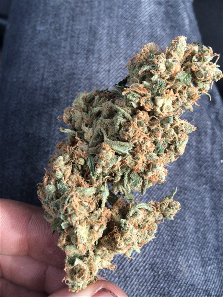 Shiatsu Kush marijuana strain flower with nutty and sage flavor and relaxed / sleepy effects - Rare Harvest hybrid