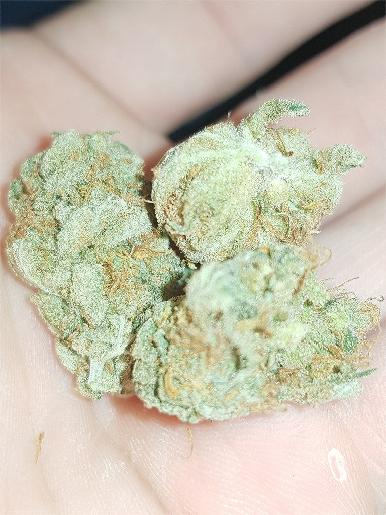 Shining Silver Haze marijuana strain flower with mango and apple flavor and energetic / talkative effects - Rare Harvest sativa
