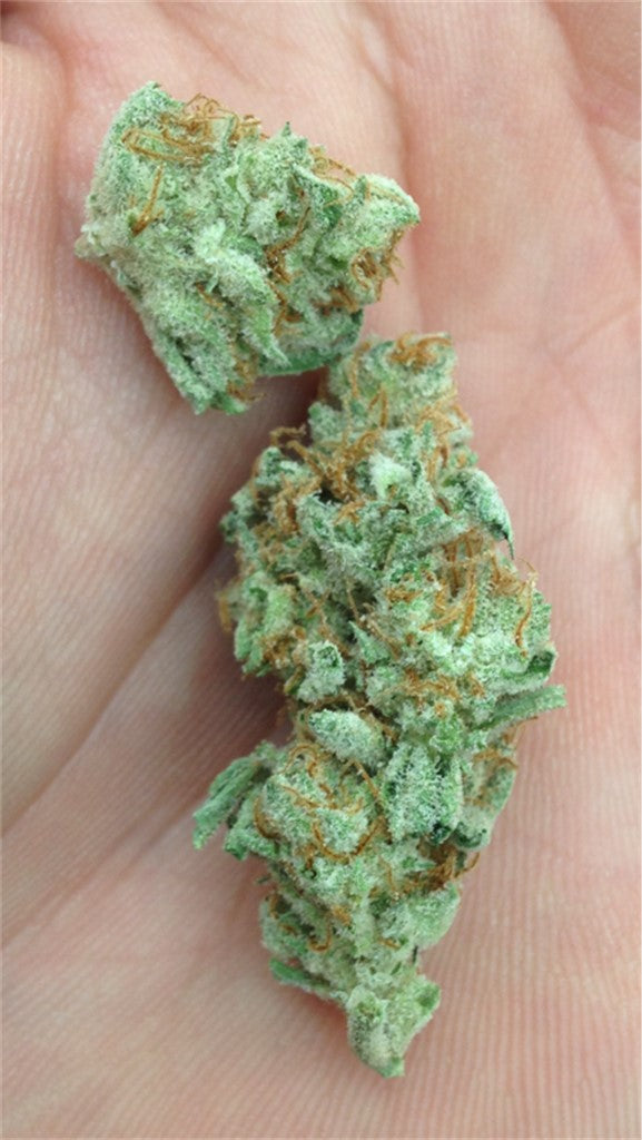 Shipwreck marijuana strain flower with pepper and skunk flavor and happy / energetic effects - Rare Harvest sativa