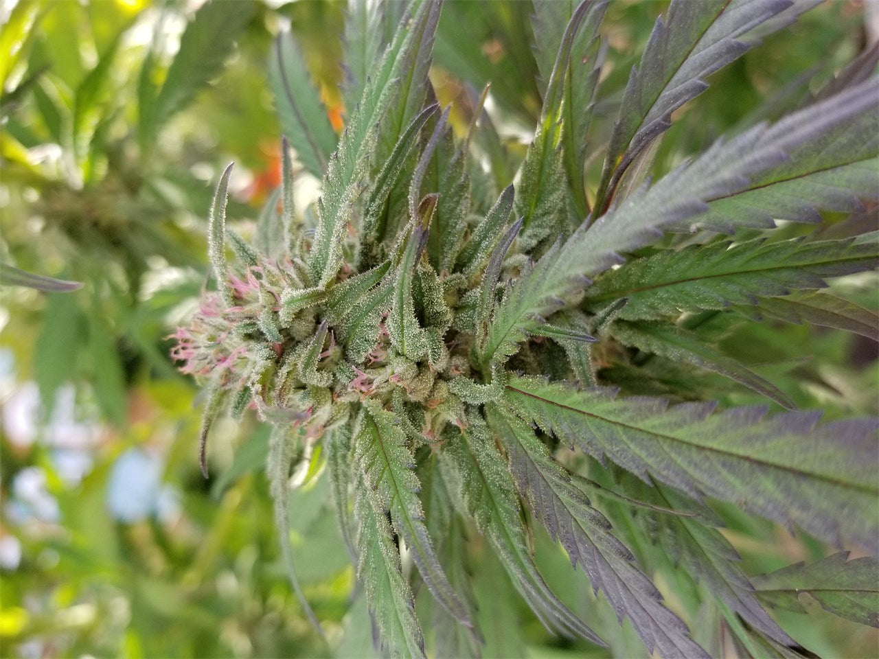 Shishkaberry marijuana strain flower with berry and flowery flavor and relaxed / sleepy effects - Rare Harvest indica