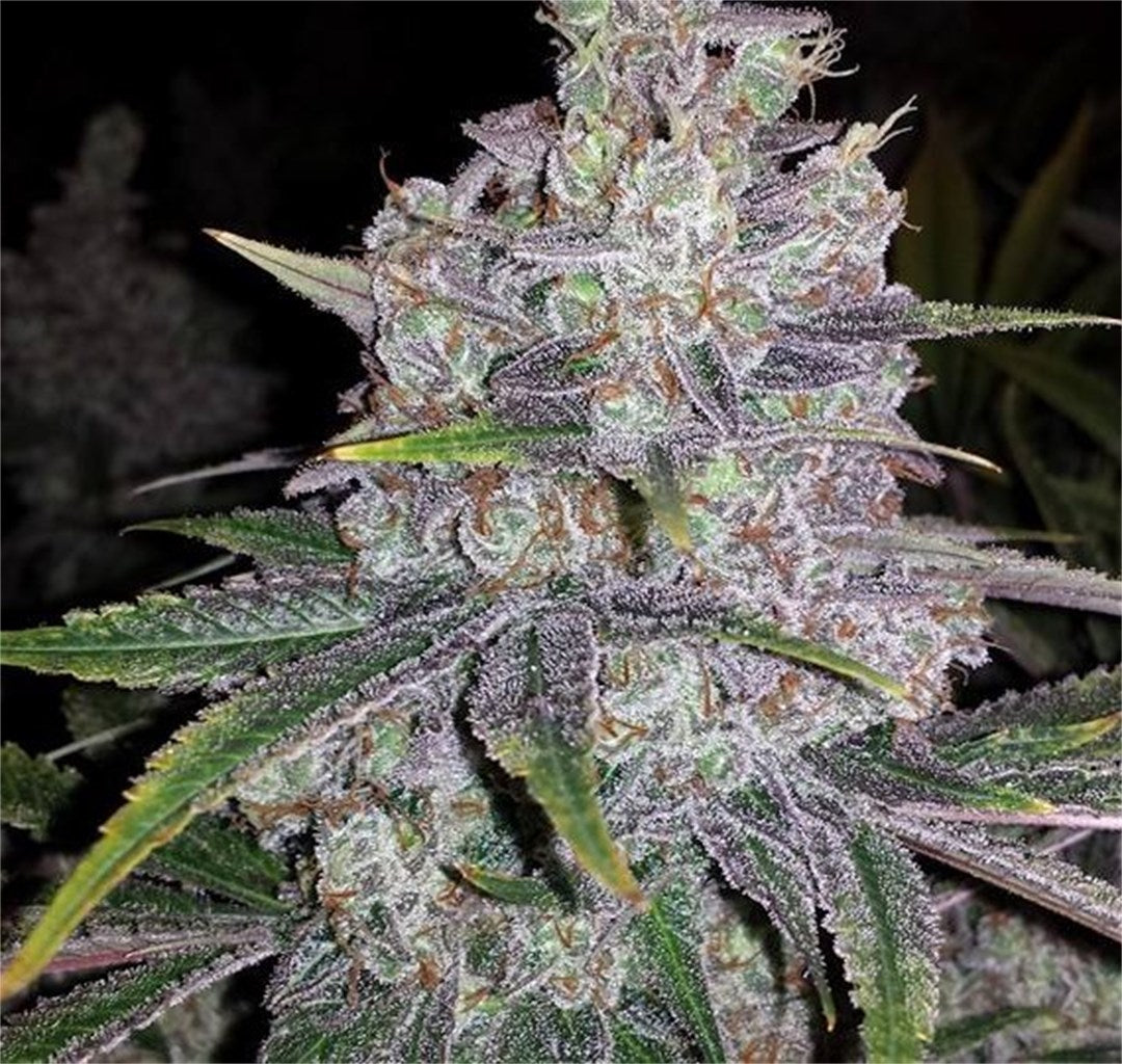 Shoreline marijuana strain flower with skunk and sweet flavor and euphoric / creative effects - Rare Harvest hybrid