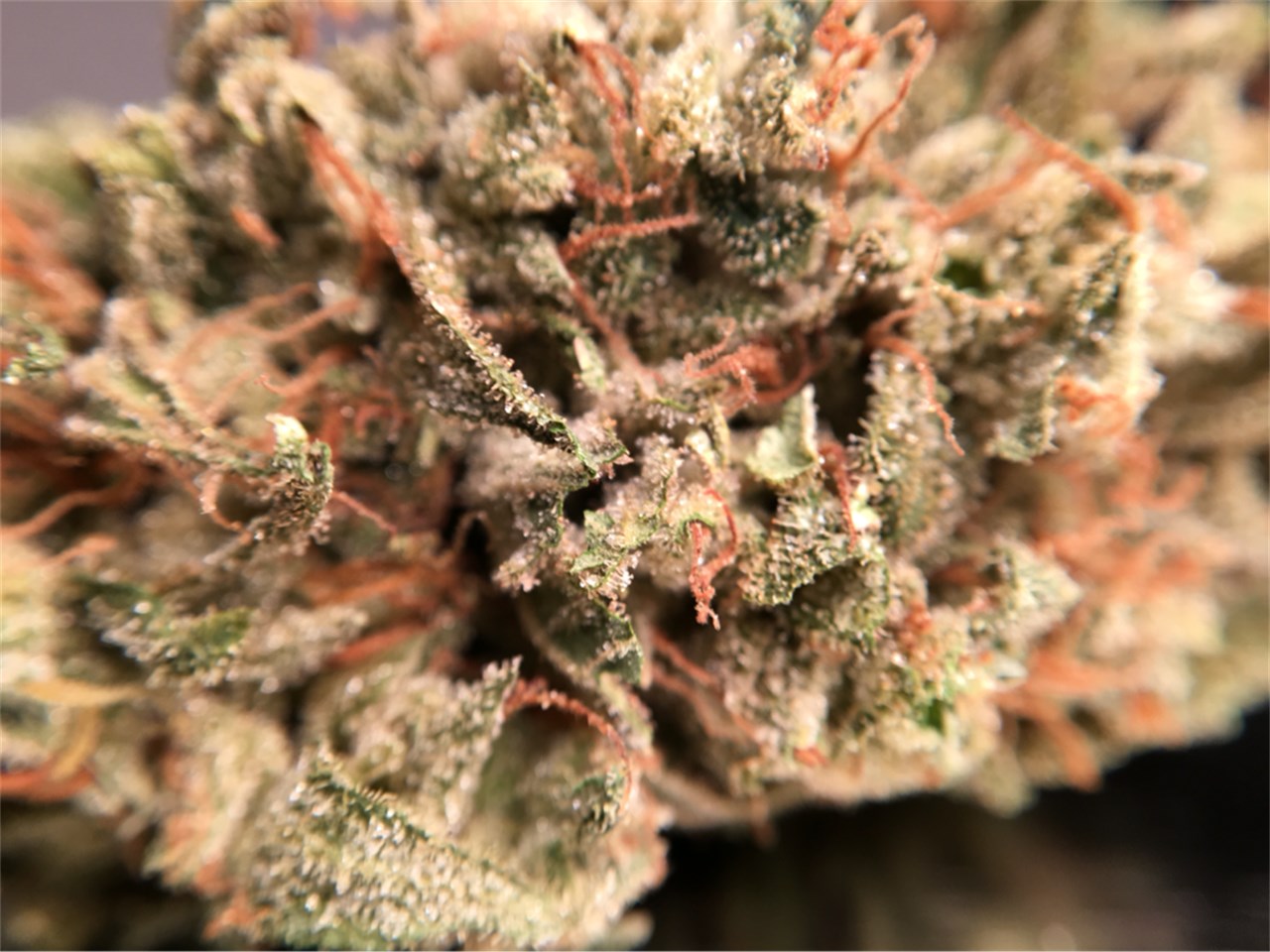 Silver Bubble marijuana strain flower with sweet and citrus flavor and talkative / happy effects - Rare Harvest hybrid