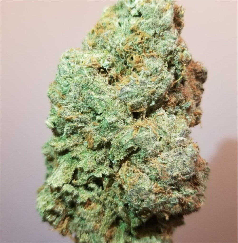 Silver Haze marijuana strain flower with woody and tobacco flavor and talkative / happy effects - Rare Harvest sativa