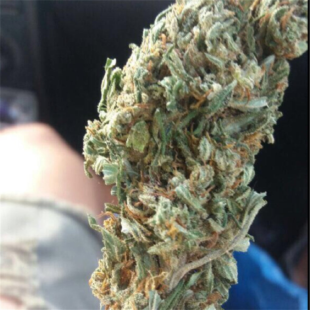 Silver Kush marijuana strain flower with earthy and flowery flavor and focused / uplifted effects - Rare Harvest sativa