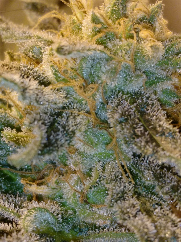 Silver Pearl marijuana strain flower with ammonia and skunk flavor and euphoric / creative effects - Rare Harvest hybrid
