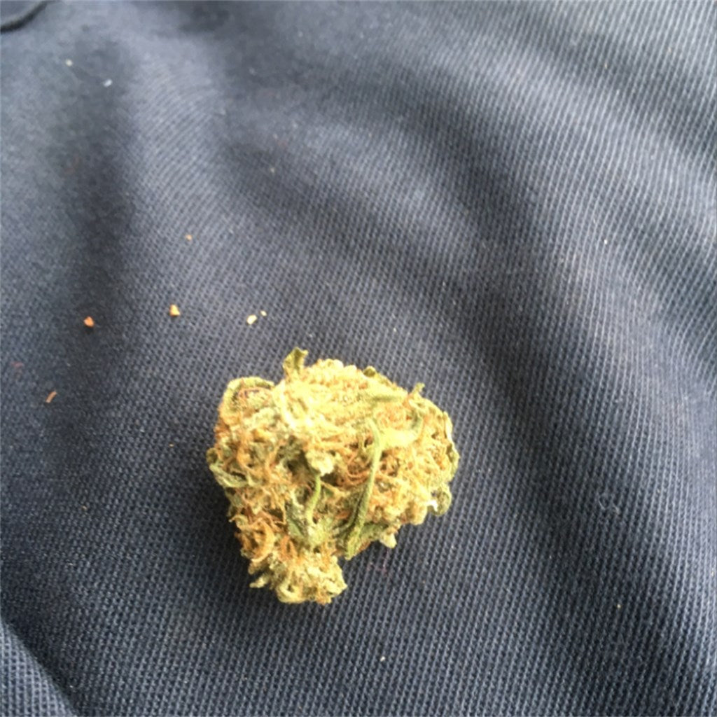 Silverback Gorilla marijuana strain flower with pine and earthy flavor and sleepy / relaxed effects - Rare Harvest indica