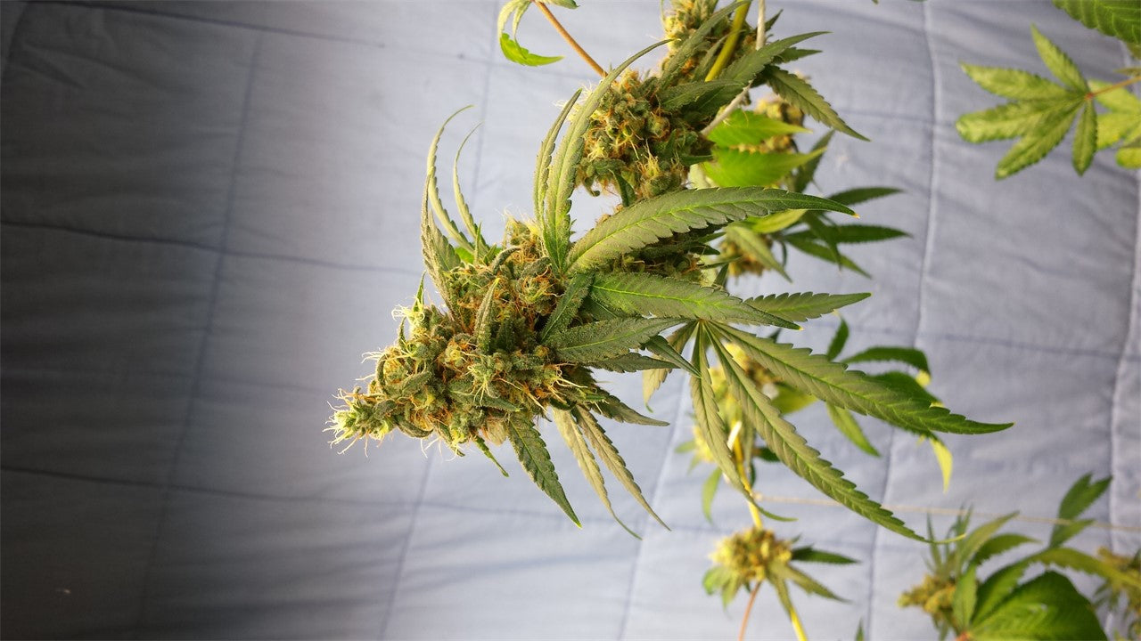 Sin City Kush marijuana strain flower with grape and pine flavor and relaxed / euphoric effects - Rare Harvest indica