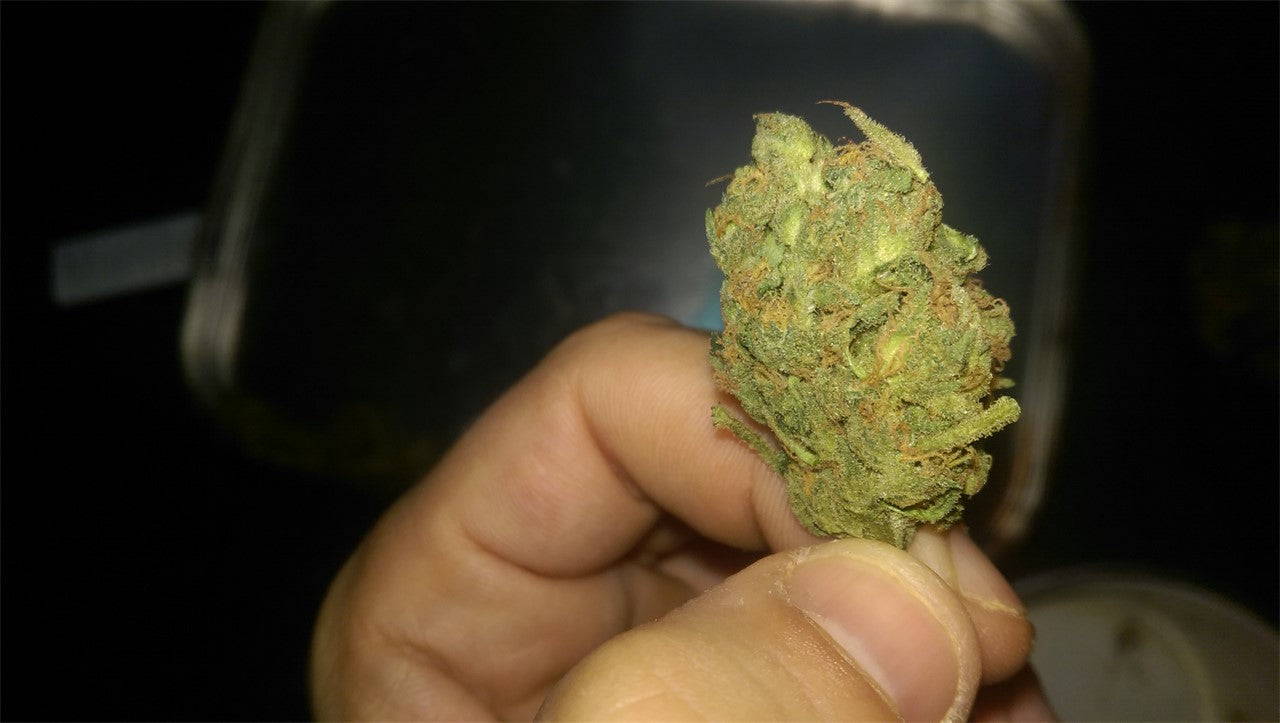 Sinai marijuana strain flower with menthol and mint flavor and energetic / euphoric effects - Rare Harvest sativa