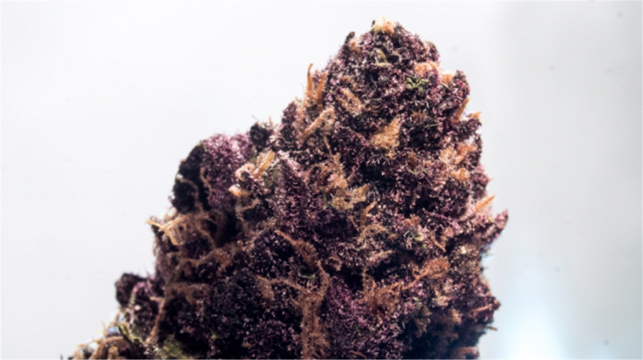 Sirius Black marijuana strain flower with grape and berry flavor and relaxed / happy effects - Rare Harvest indica