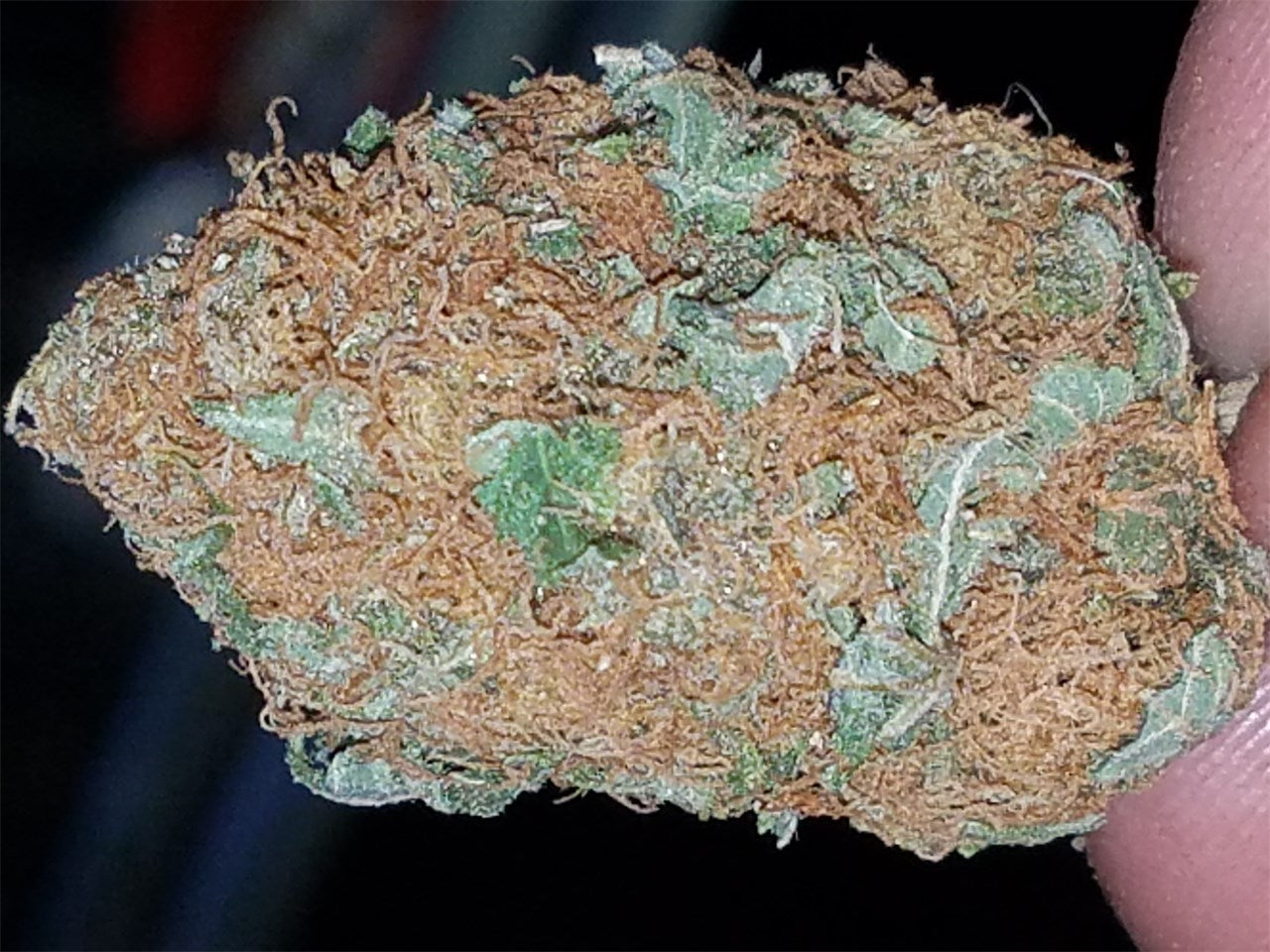 Six Shooter marijuana strain flower with skunk and sweet flavor and creative / energetic effects - Rare Harvest hybrid
