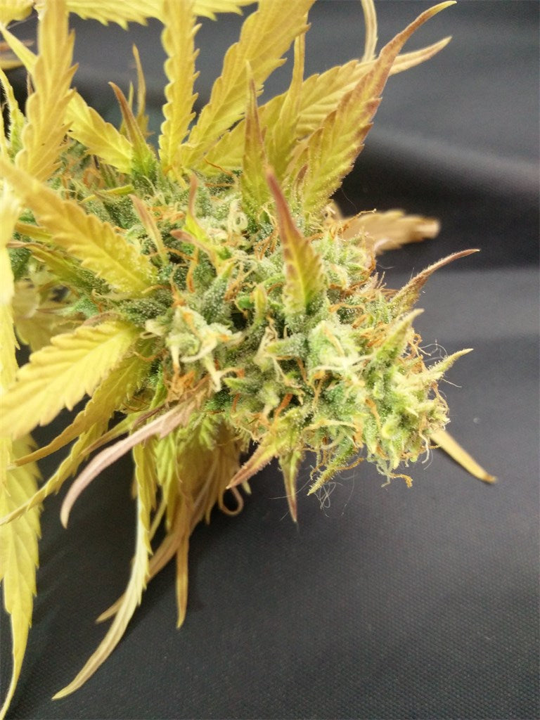 Skunk 47 marijuana strain flower with skunk and earthy flavor and relaxed / giggly effects - Rare Harvest indica
