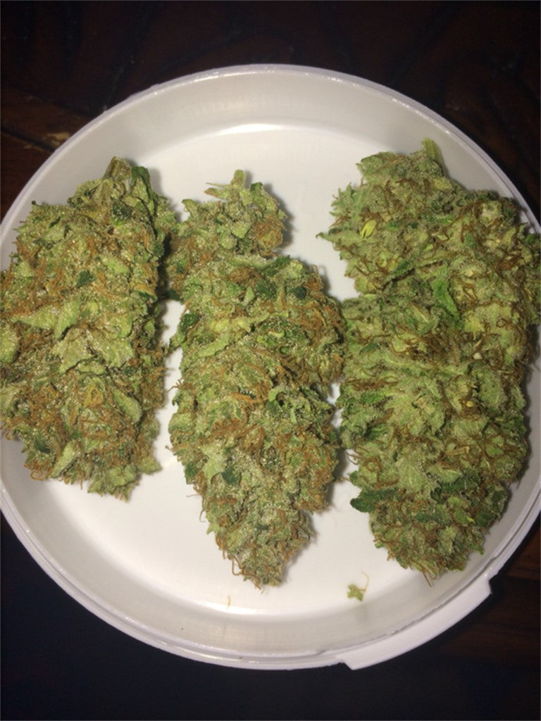 Skunk Haze marijuana strain flower with skunk and spicy/herbal flavor and focused / relaxed effects - Rare Harvest hybrid