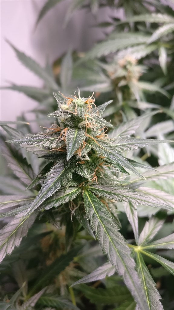Skunk 1 marijuana strain flower with skunk and pungent flavor and hungry / happy effects - Rare Harvest hybrid