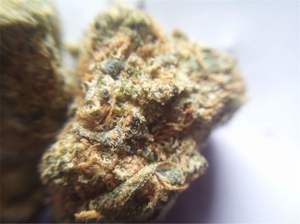 Skywalker OG marijuana strain flower with pungent and earthy flavor and relaxed / tingly effects - Rare Harvest hybrid