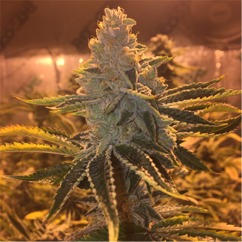 Skywalker marijuana strain flower with earthy and flowery flavor and sleepy / relaxed effects - Rare Harvest hybrid