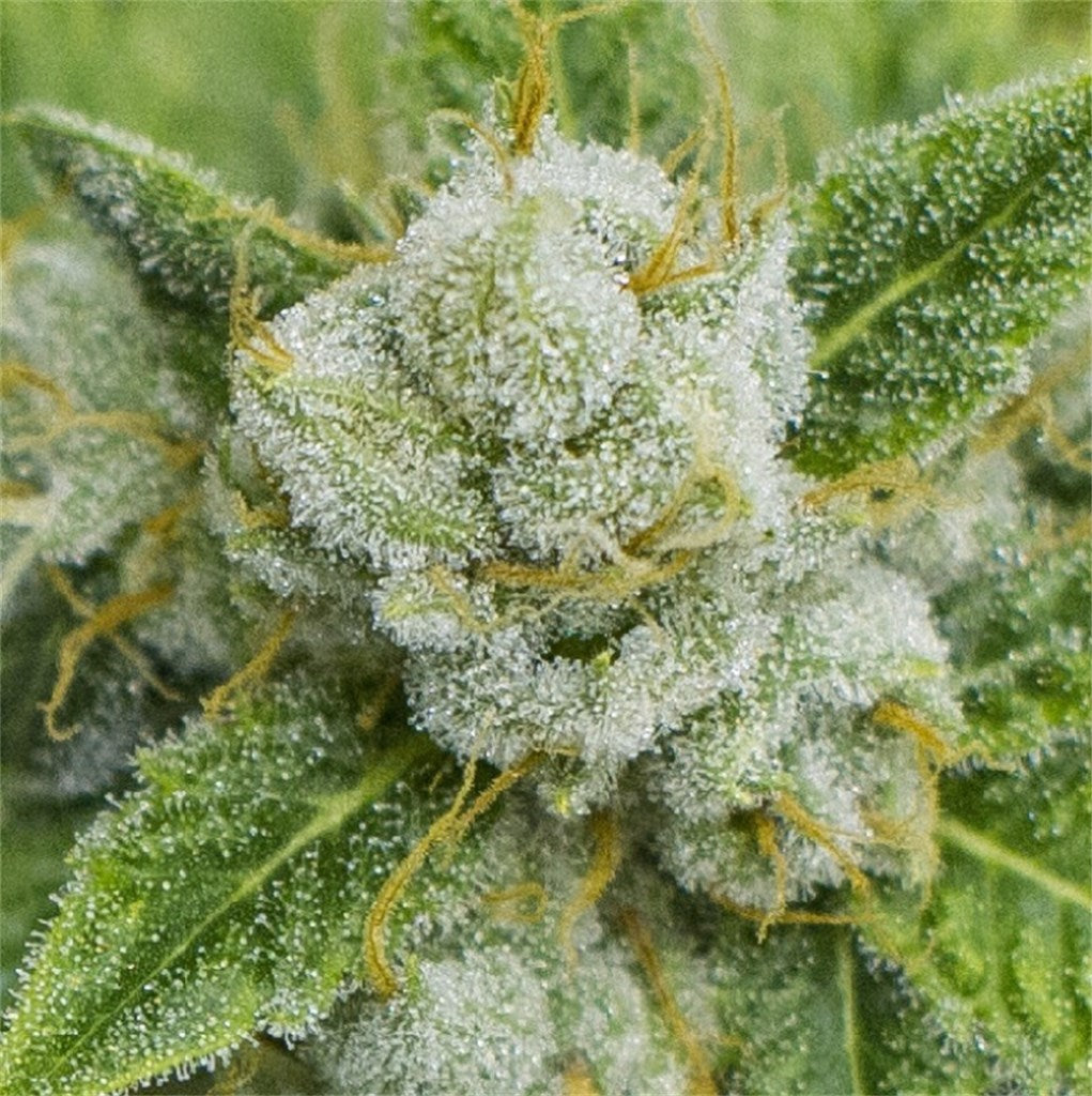 SleeStack marijuana strain flower with diesel and chemical flavor and uplifted / creative effects - Rare Harvest sativa