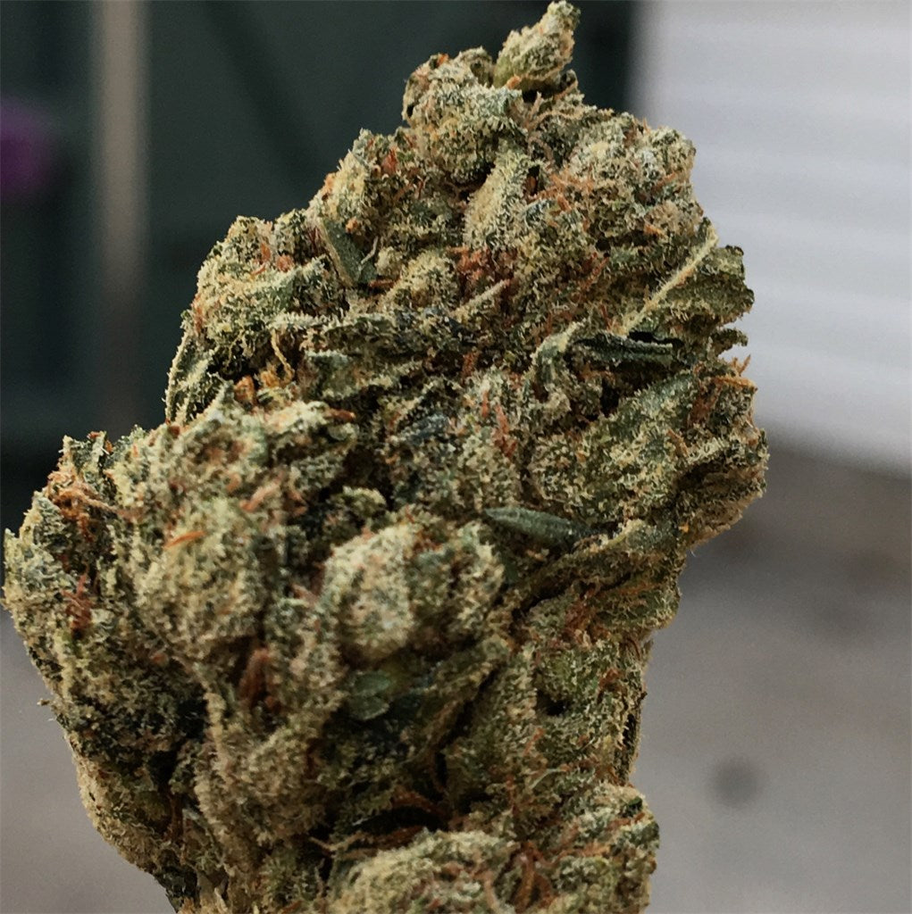 Snoop Dogg OG marijuana strain flower with diesel and lemon flavor and relaxed / tingly effects - Rare Harvest indica