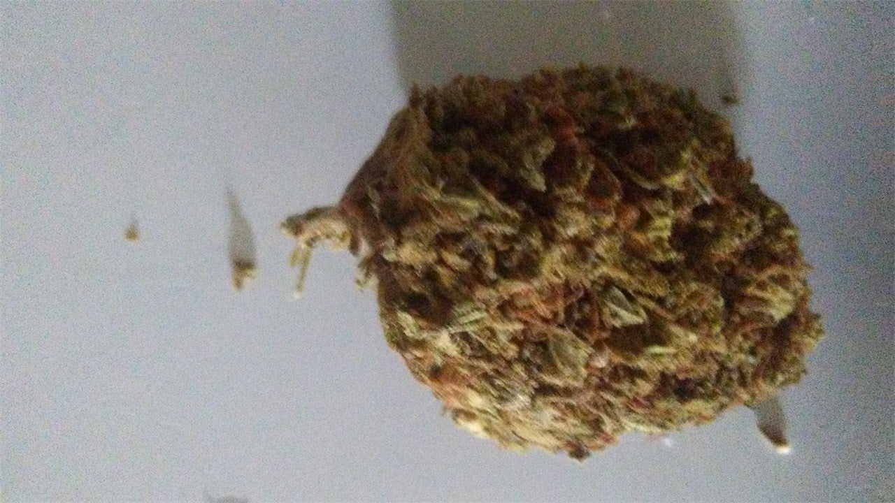 Snow Bud marijuana strain flower with nutty and earthy flavor and sleepy / relaxed effects - Rare Harvest hybrid