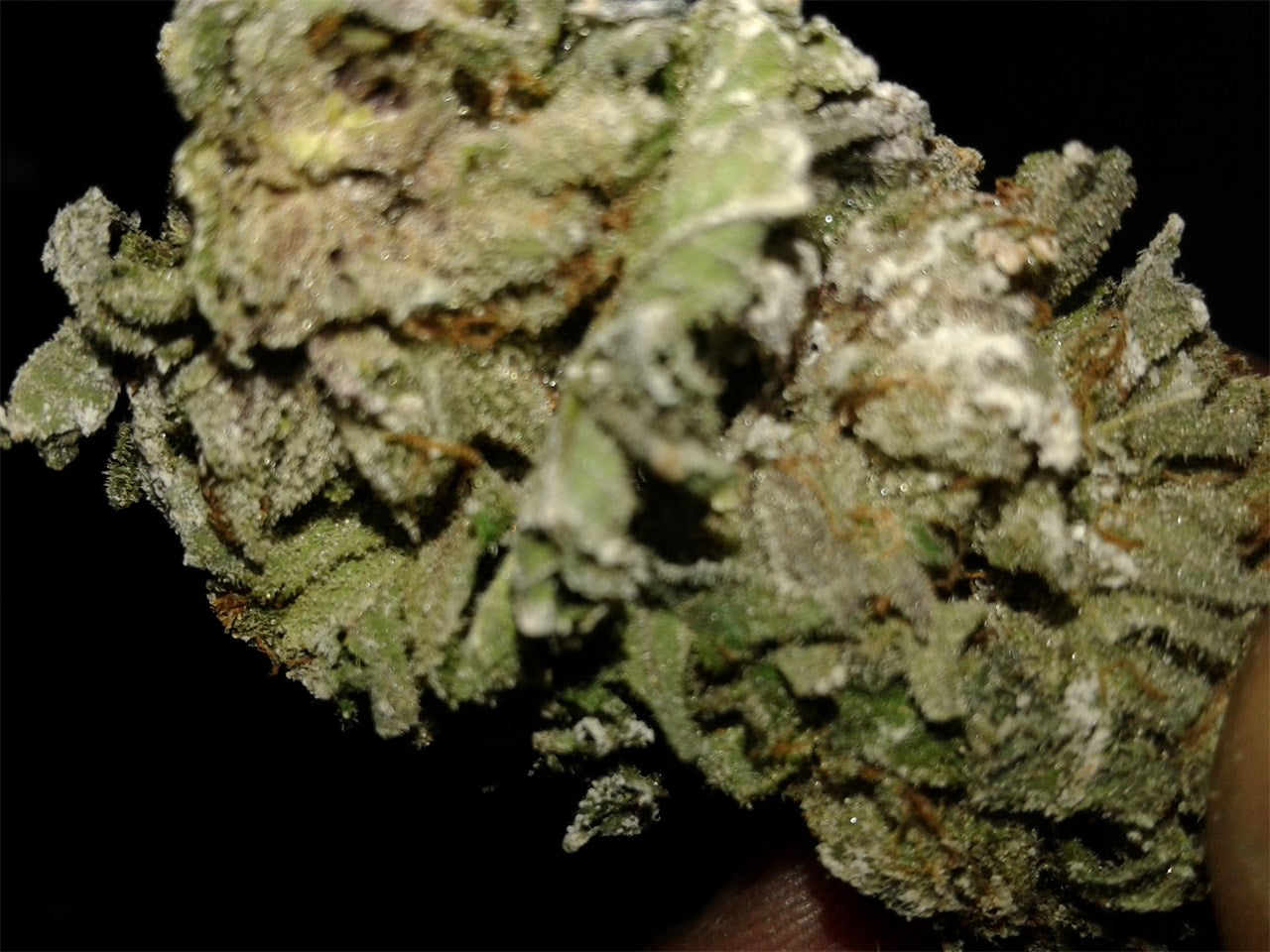 Snow Mountain marijuana strain flower with flowery flavor and uplifted / talkative effects - Rare Harvest indica