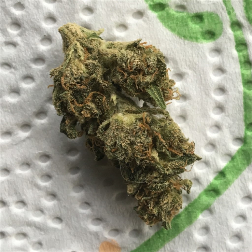 Snow Ryder marijuana strain flower with pepper and mint flavor and aroused / uplifted effects - Rare Harvest indica