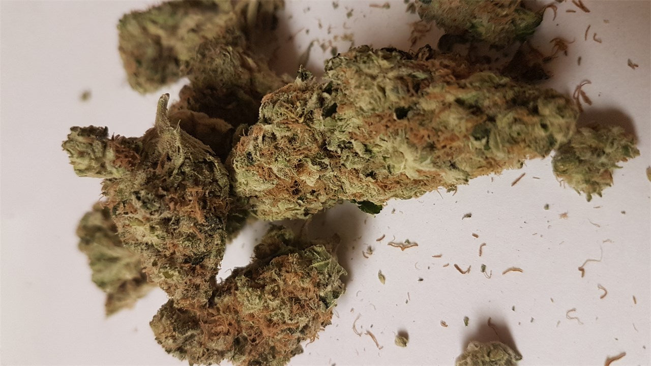 Snow White marijuana strain flower with citrus and tea flavor and hungry / relaxed effects - Rare Harvest hybrid