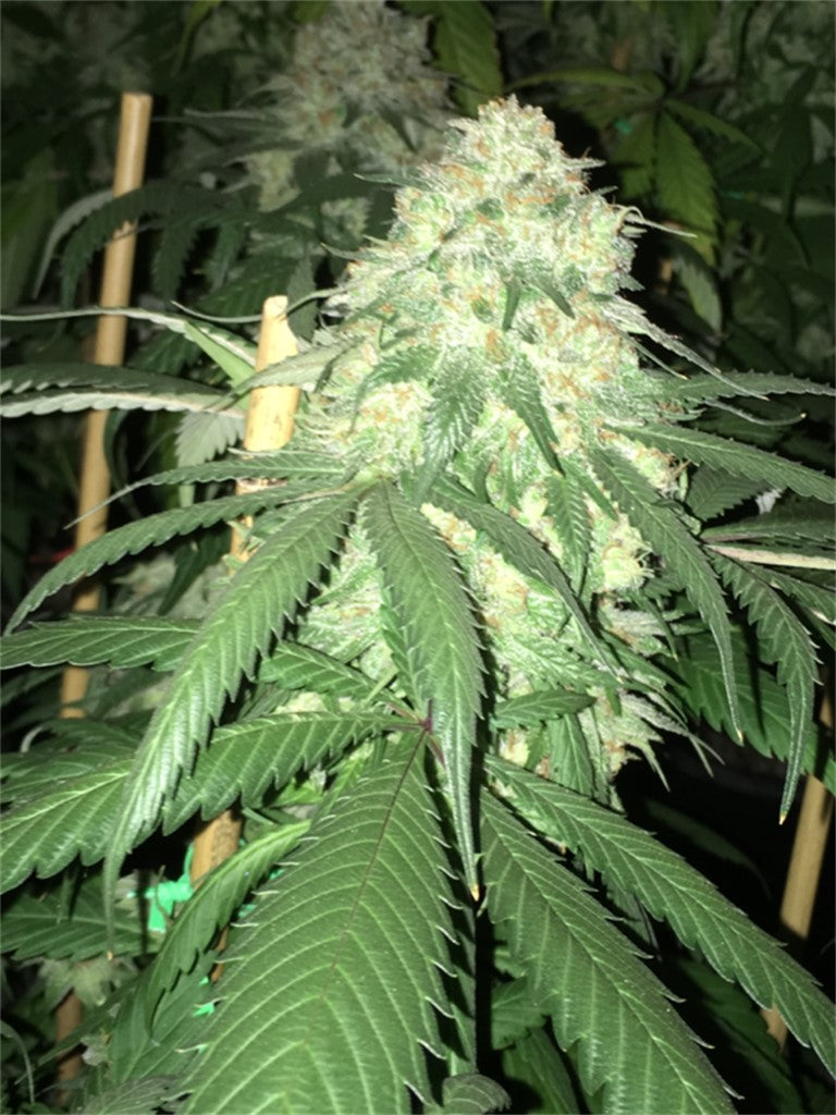SnowLAnd marijuana strain flower with woody and lemon flavor and aroused / tingly effects - Rare Harvest hybrid
