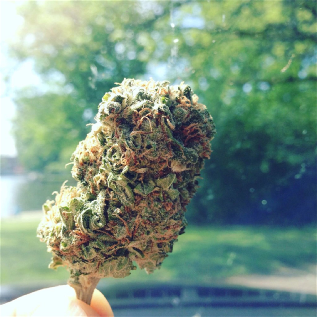 Somango marijuana strain flower with mango and tropical flavor and relaxed / focused effects - Rare Harvest indica