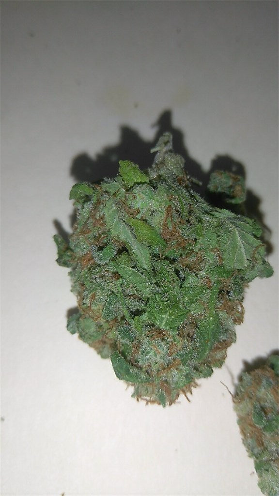 Sour Banana Sherbet marijuana strain flower with tree fruit and diesel flavor and relaxed / focused effects - Rare Harvest hybrid