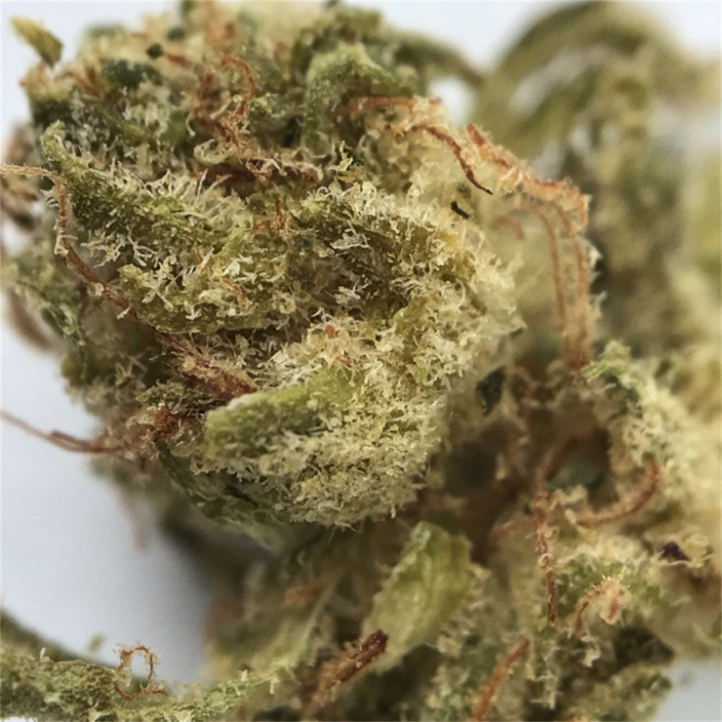 Sour Breath marijuana strain flower with apricot and diesel flavor and focused / creative effects - Rare Harvest sativa