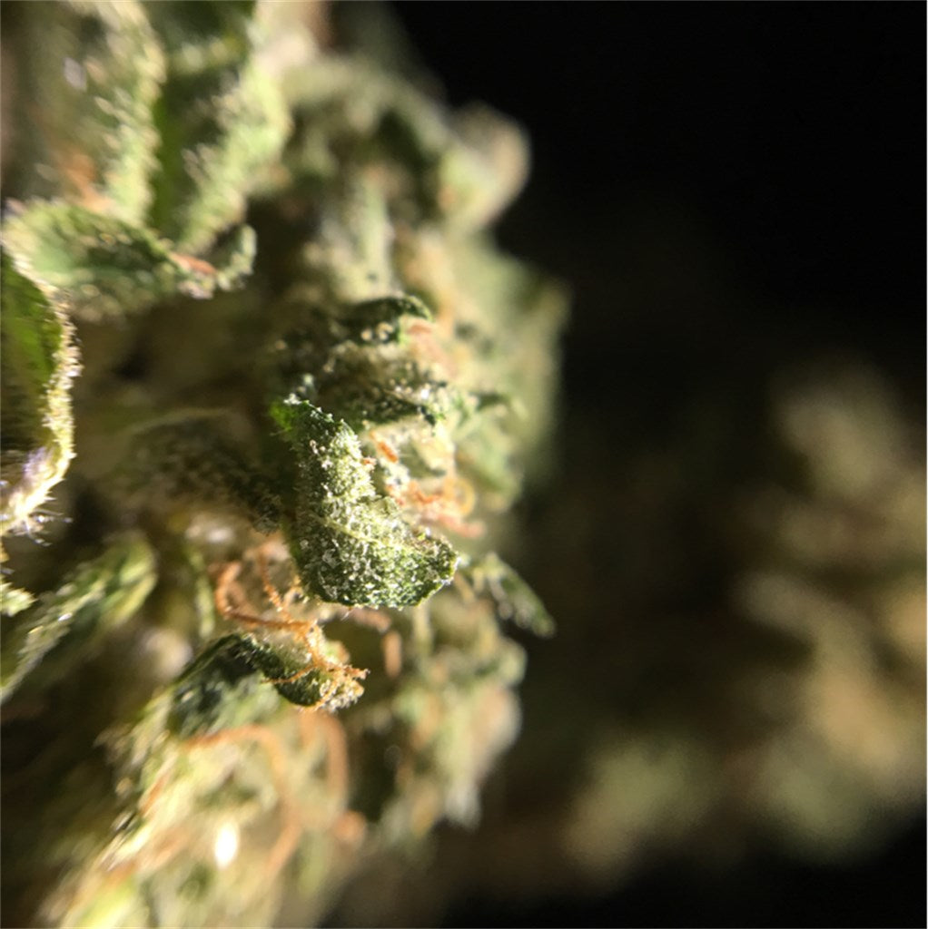 Sour Bubba marijuana strain flower with diesel and pine flavor and happy / euphoric effects - Rare Harvest indica