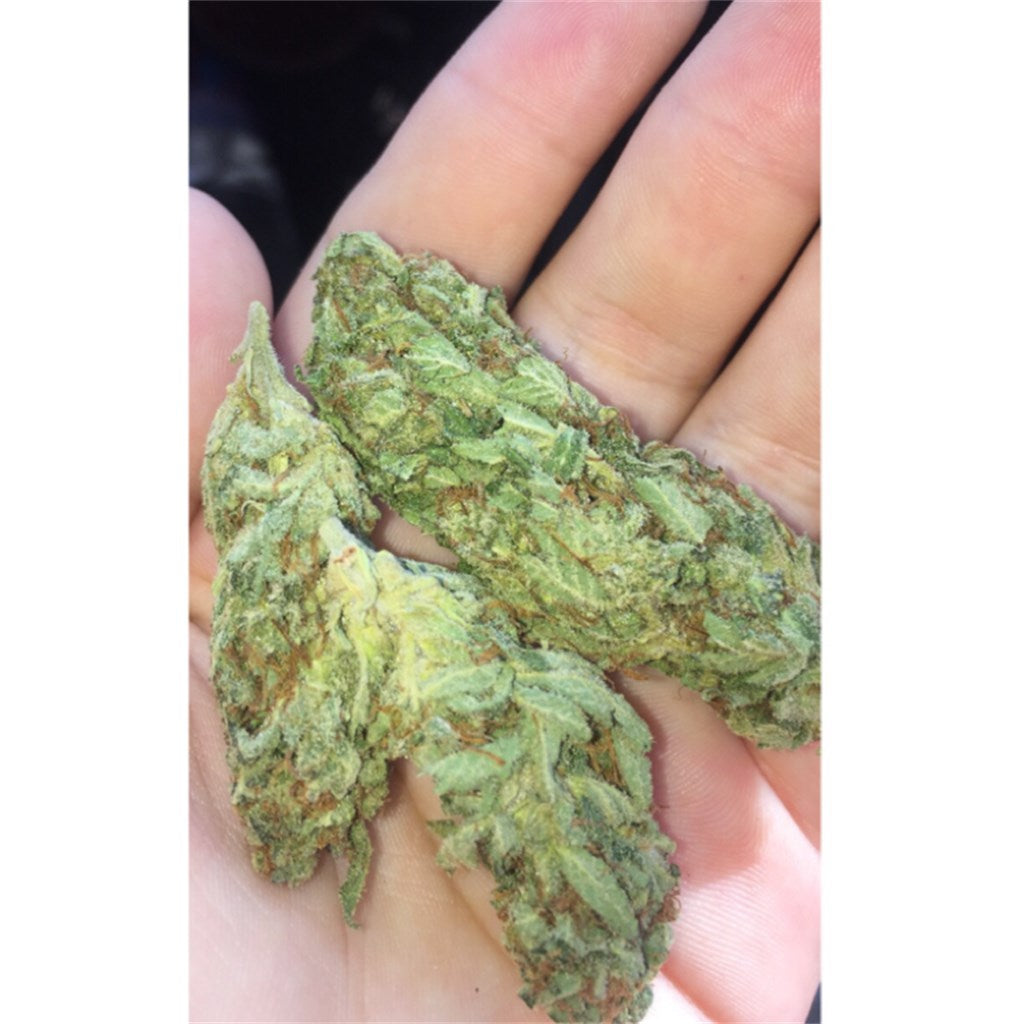 Sour Bubble marijuana strain flower with chestnut and sweet flavor and sleepy / relaxed effects - Rare Harvest indica