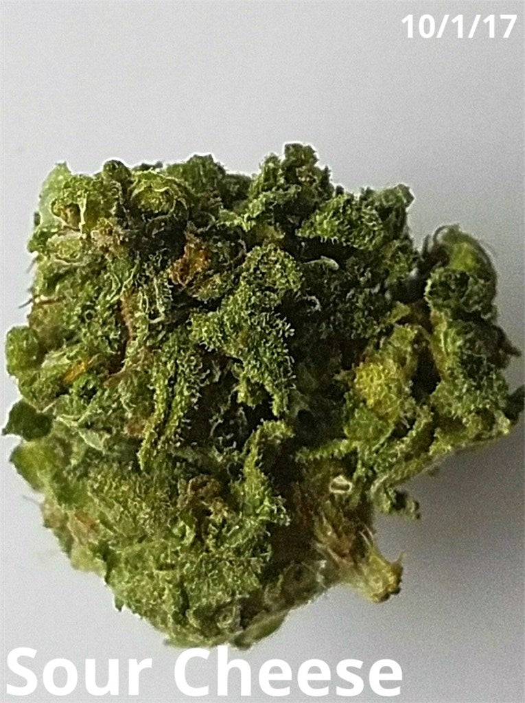 Sour Cheese marijuana strain flower with cheese and diesel flavor and talkative / creative effects - Rare Harvest hybrid