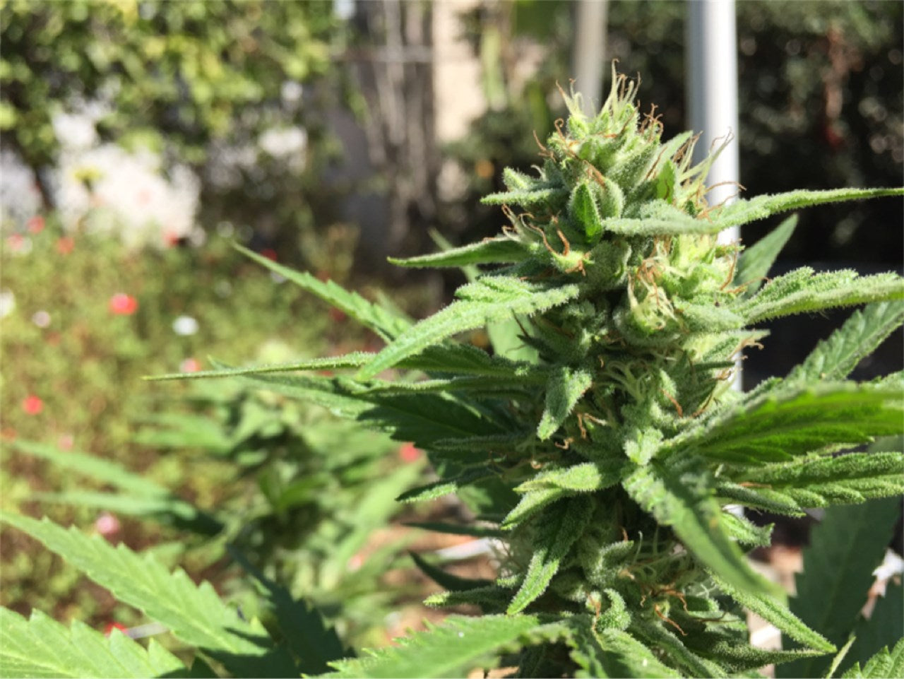Sour Dream marijuana strain flower with diesel and pungent flavor and energetic / giggly effects - Rare Harvest hybrid