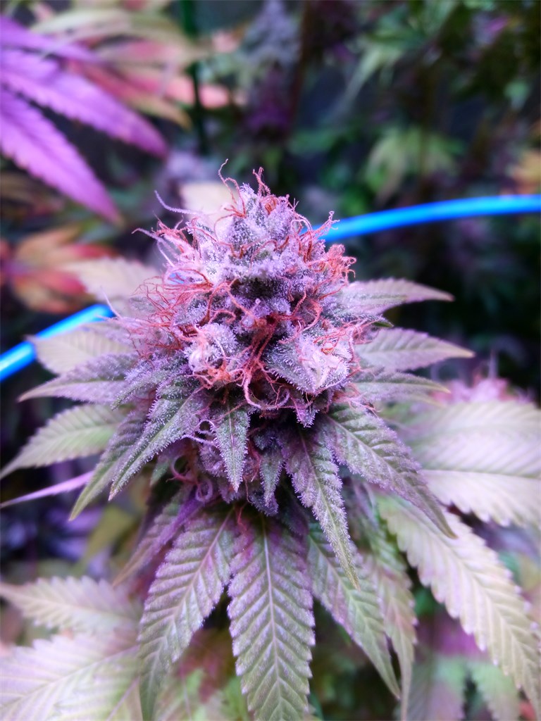Sour Grape marijuana strain flower with grape and diesel flavor and relaxed / happy effects - Rare Harvest hybrid