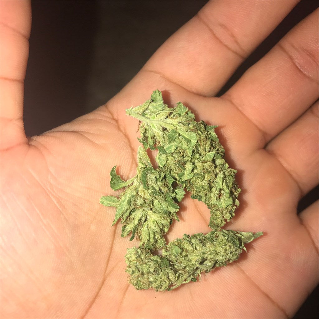 Sour Jack marijuana strain flower with citrus and diesel flavor and energetic / focused effects - Rare Harvest sativa