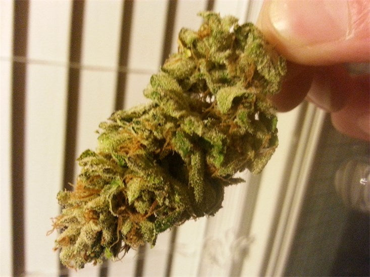 Sour Jilly marijuana strain flower with tropical and berry flavor and giggly / creative effects - Rare Harvest hybrid