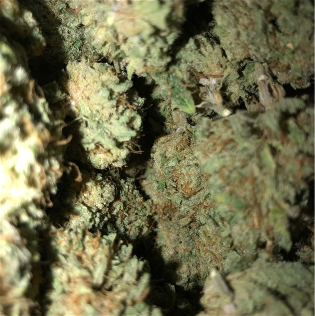 Sour Patch Kiss marijuana strain flower with citrus and sweet flavor and focused / uplifted effects - Rare Harvest hybrid