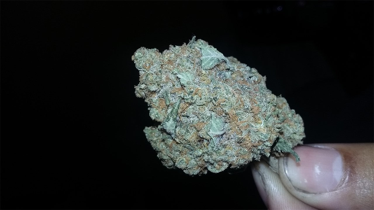 Sour Poison marijuana strain flower with diesel and citrus flavor and energetic / creative effects - Rare Harvest sativa