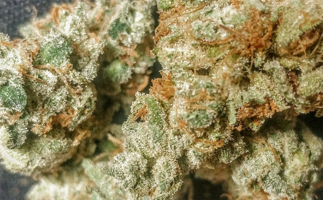 Sour Power marijuana strain flower with skunk and diesel flavor and talkative / tingly effects - Rare Harvest hybrid