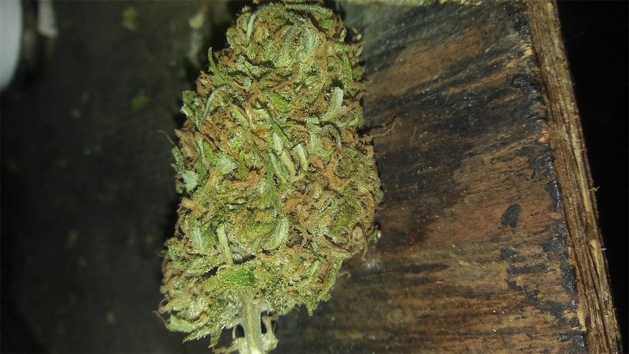 Sour Tangie marijuana strain flower with citrus and orange flavor and energetic / focused effects - Rare Harvest sativa