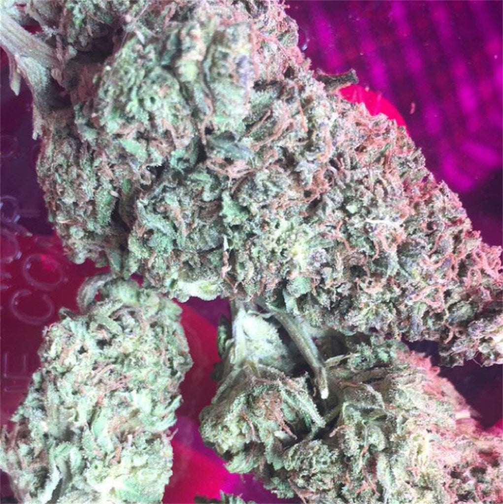Space Bomb marijuana strain flower with flowery and sweet flavor and uplifted / euphoric effects - Rare Harvest hybrid