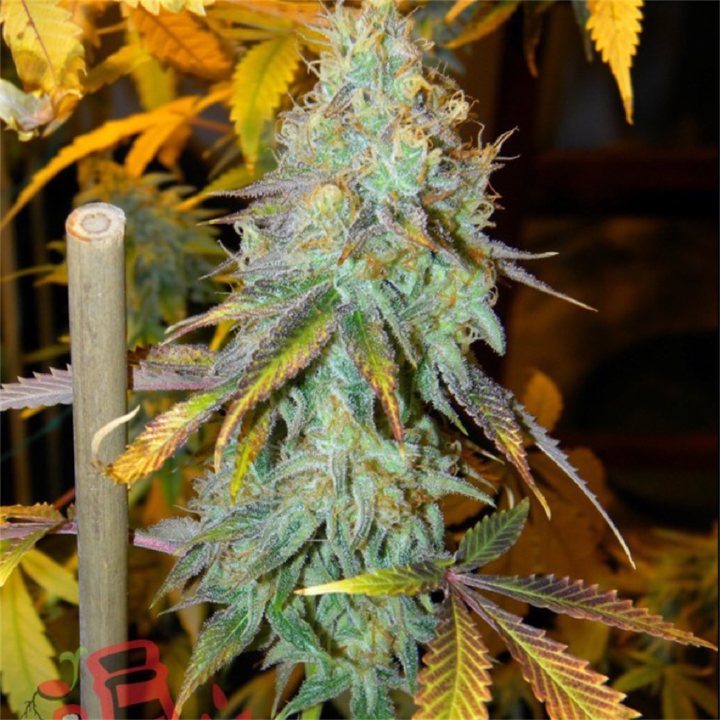 Space Cream marijuana strain flower with butter and vanilla flavor and uplifted / relaxed effects - Rare Harvest hybrid