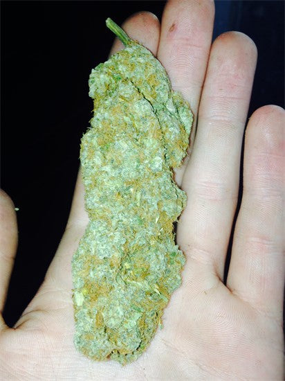 Space Jill marijuana strain flower and focused / creative effects - Rare Harvest sativa