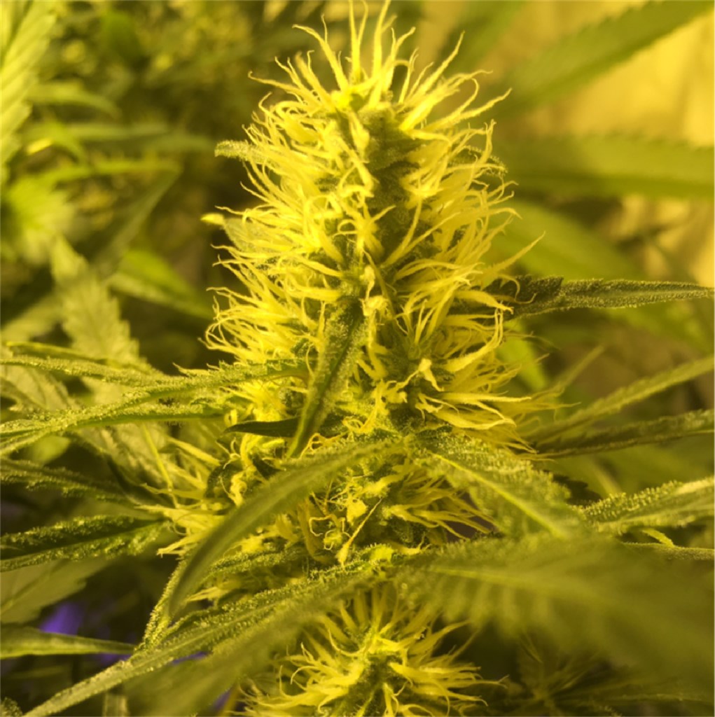 Special Kush #1 marijuana strain flower with coffee and earthy flavor and euphoric / creative effects - Rare Harvest indica