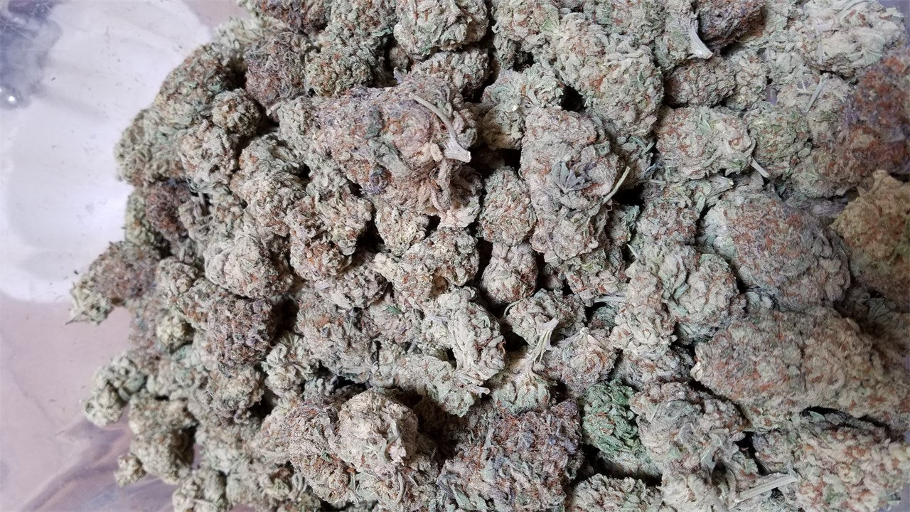 Spirit of '76 marijuana strain flower with pine and flowery flavor and talkative / uplifted effects - Rare Harvest hybrid